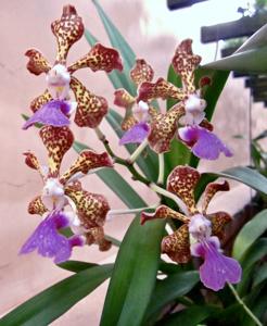 Vanda Ambrosian Discovery