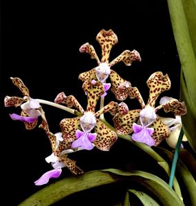 Vanda Ambrosian Discovery