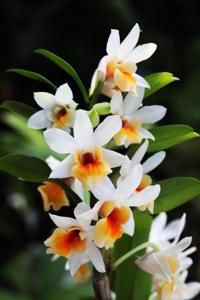 Dendrobium Christy Dawn