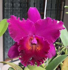 Rhyncholaeliocattleya Sachiko Tsugawa