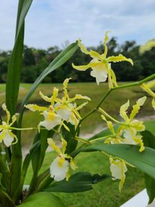 Oncidium Irish Mist