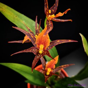 Brassostele Tarantula