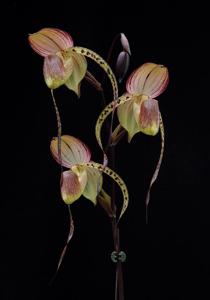 Paphiopedilum Hung Sheng Cape