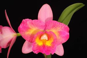 Rhyncholaeliocattleya Denis Roessiger