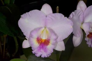 Rhyncholaeliocattleya Lakehaven Pearl