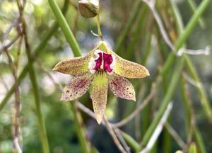 Dendrobium Marlene
