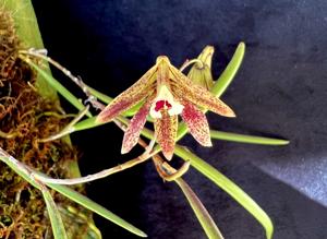 Dendrobium Marlene