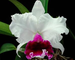 Cattleya Wedding Gift