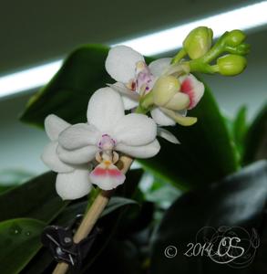 Phalaenopsis Taida Peoker