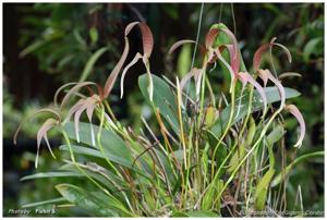 Bulbophyllum Tee Gigantic Condor