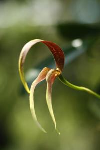 Bulbophyllum Tee Gigantic Condor