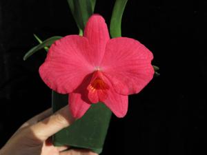 Cattleya Pink Opal