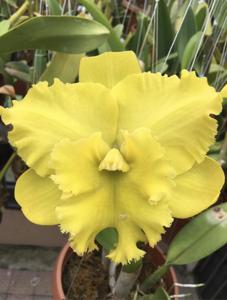 Rhyncholaeliocattleya Karen's Sunrise