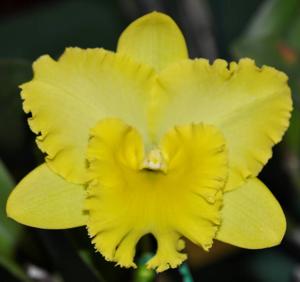 Rhyncholaeliocattleya Karen's Sunrise