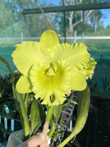 Rhyncholaeliocattleya Karen's Sunrise