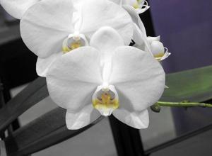 Phalaenopsis Unimax Pilot