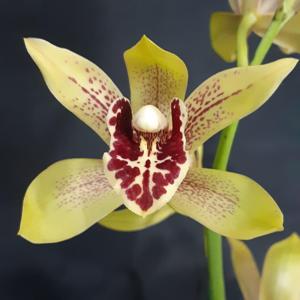 <i>Cymbidium</i> Summer Elf
