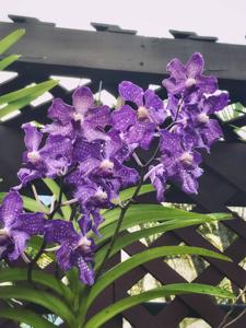 Vanda Violeta