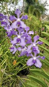 Vanda Violeta