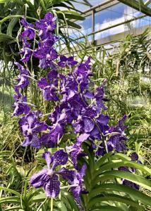 Vanda Violeta