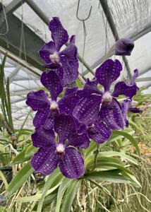 Vanda Violeta