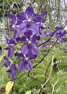 Vanda Violeta