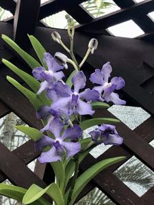 Vanda Violeta