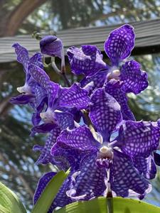 Vanda Violeta