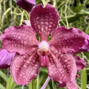 Vanda Violeta