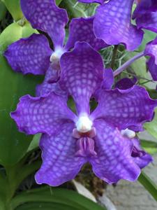 Vanda Violeta