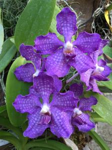 Vanda Violeta