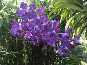 Vanda Violeta