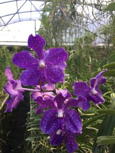 Vanda Violeta