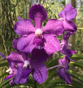 Vanda Violeta