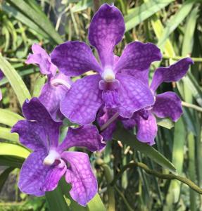 Vanda Violeta