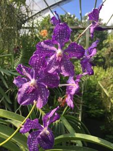 Vanda Violeta