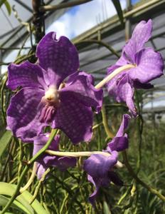 Vanda Violeta