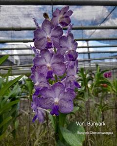 Vandachostylis Bunyaruk