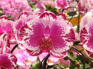 Phalaenopsis Younghome New York