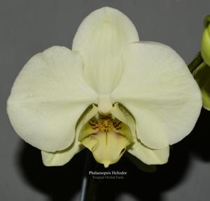 Phalaenopsis Heliodor