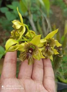 Dendrobium Excelsa