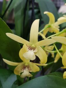 Dendrobium Aussie's Limelight