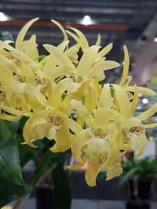 Dendrobium Aussie's Limelight