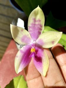 Phalaenopsis Su's Bellicosa