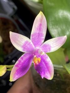 Phalaenopsis Su's Bellicosa