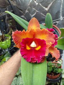 Rhyncholaeliocattleya Nakornchaisri Delight