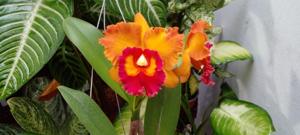 Rhyncholaeliocattleya Nakornchaisri Delight