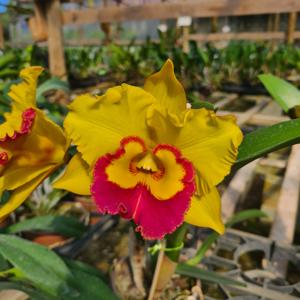 Rhyncholaeliocattleya Nakornchaisri Delight