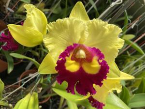 Rhyncholaeliocattleya Nakornchaisri Delight