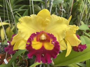 Rhyncholaeliocattleya Nakornchaisri Delight